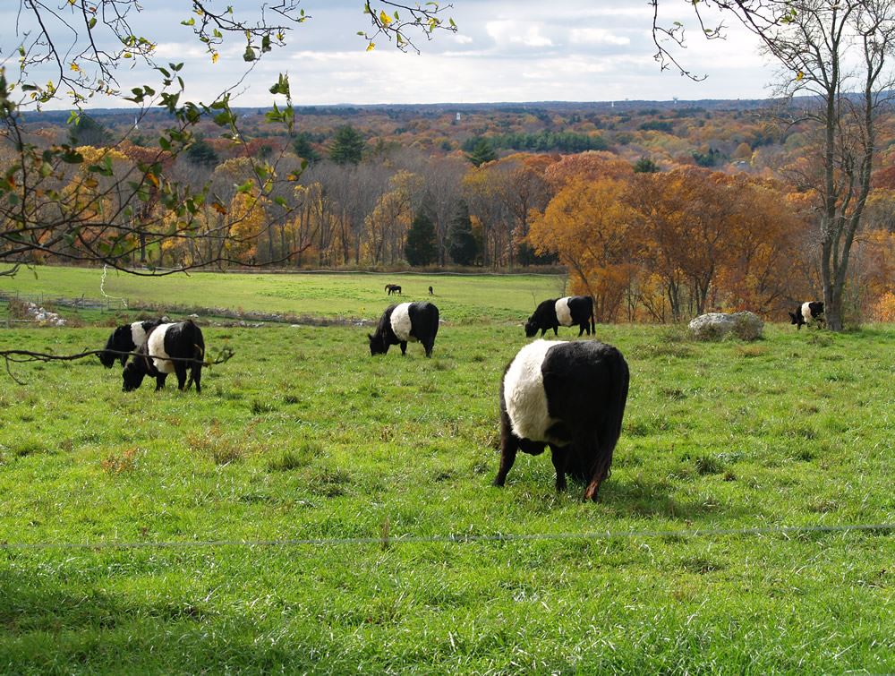 Belted Galloway cows in the pasture 12